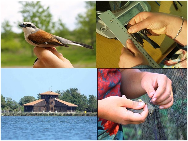 Kuşların yolculuğu halkayla takip ediliyor